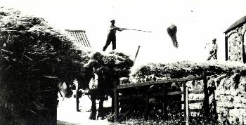 haymaking at Wick End Farm Z50-143-170
